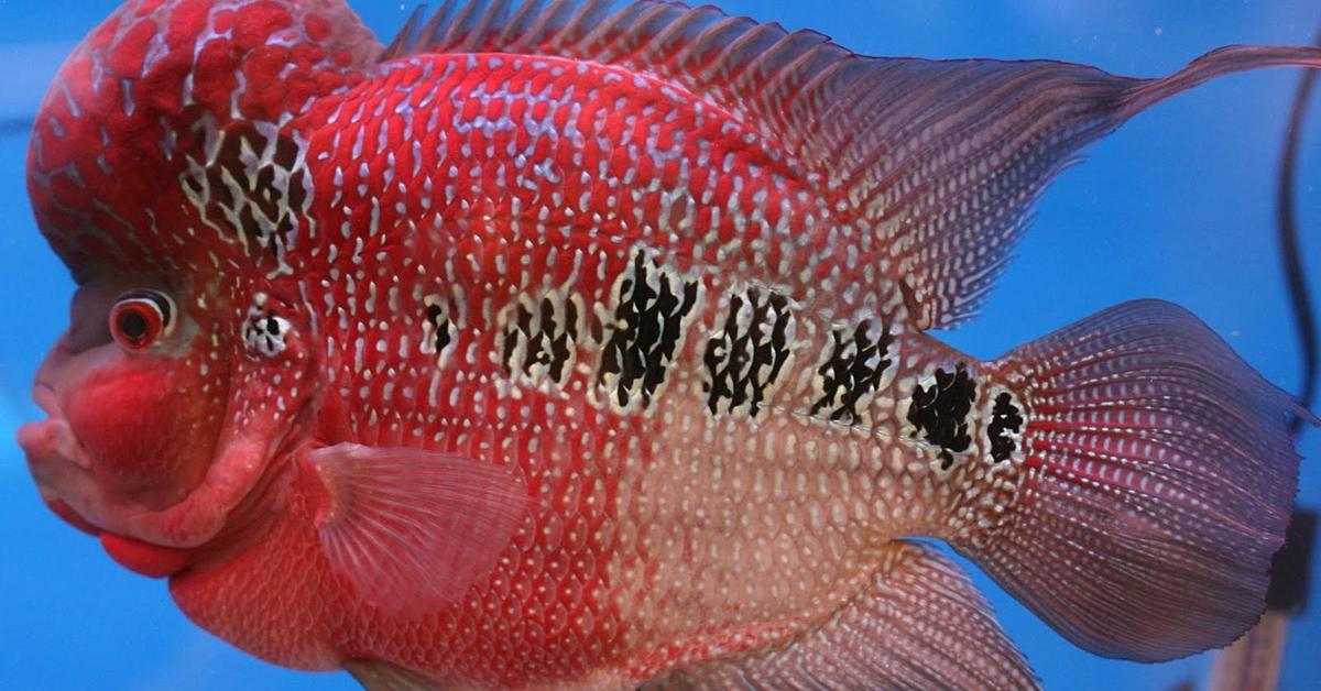 Pictures of Flowerhorn Fish