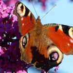 Pictures of Peacock Butterfly