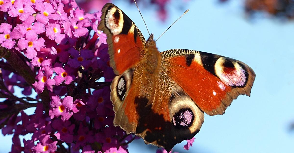 Pictures of Peacock Butterfly