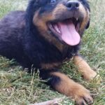 Pictures of Long-Haired Rottweiler