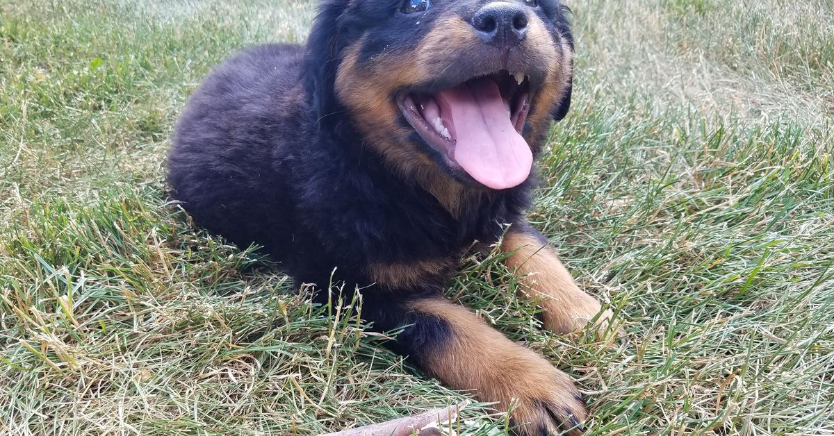 Pictures of Long-Haired Rottweiler