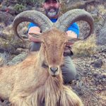 Pictures of Aoudad Sheep