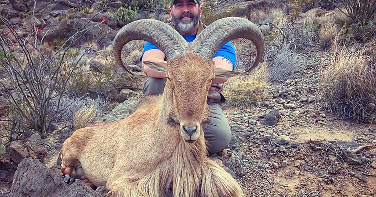 Pictures of Aoudad Sheep
