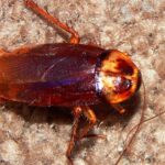 Pictures of American Cockroach