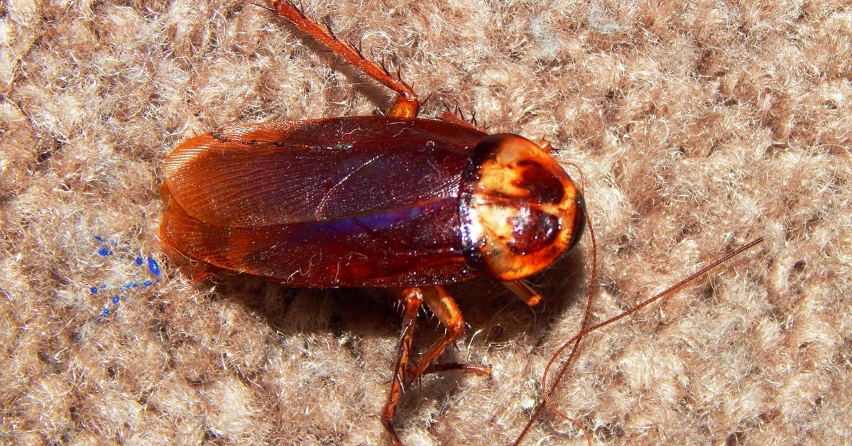 Pictures of American Cockroach