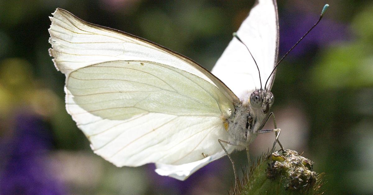 Pictures of White Butterfly