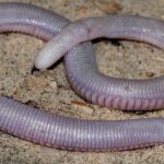 Pictures of Mexican Mole Lizard