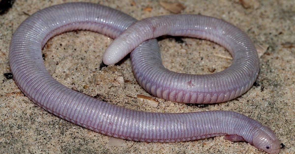 Pictures of Mexican Mole Lizard