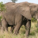 Pictures of African Elephant