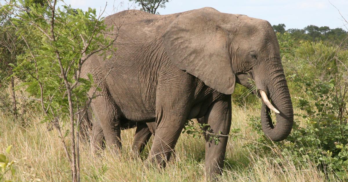 Pictures of African Elephant