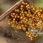 Pictures of Orb Weaver