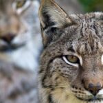 Pictures of Balkan Lynx