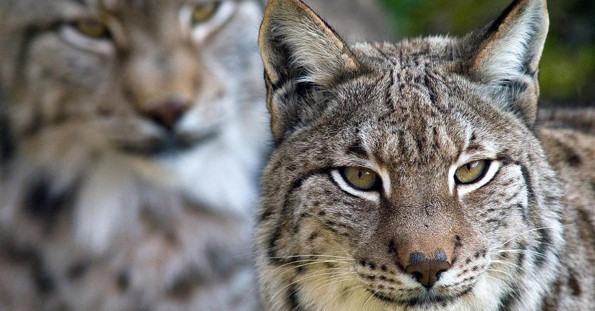 Pictures of Balkan Lynx