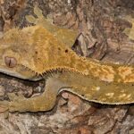 Pictures of Australian Gecko