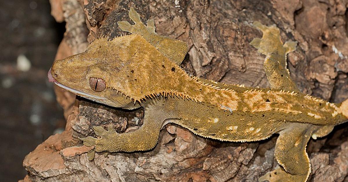 Pictures of Australian Gecko