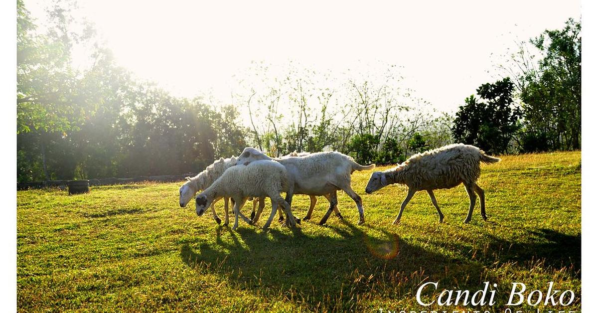 Pictures of Lapponian Herder