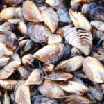 Pictures of Zebra Mussels