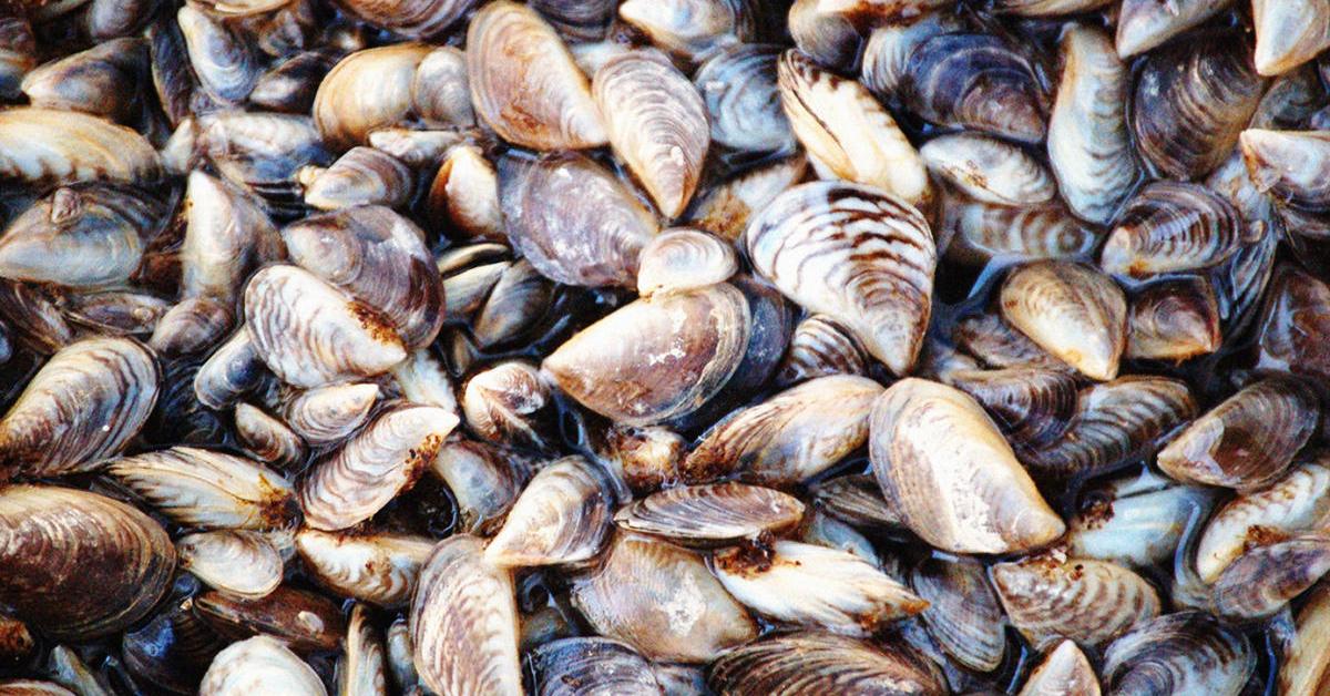 Pictures of Zebra Mussels