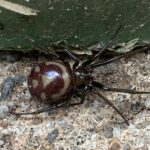 Pictures of False Widow Spider