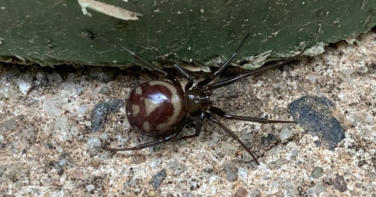 Pictures of False Widow Spider