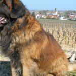 Pictures of Leonberger