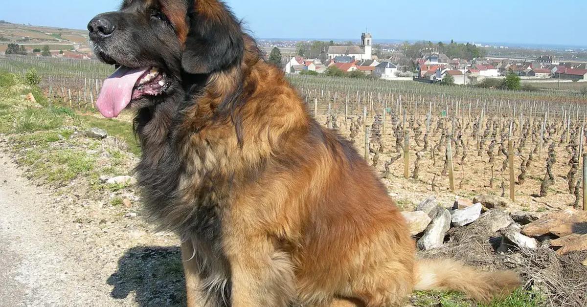 Pictures of Leonberger