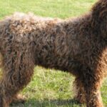 Pictures of Barbet