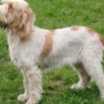 Pictures of Spinone Italiano