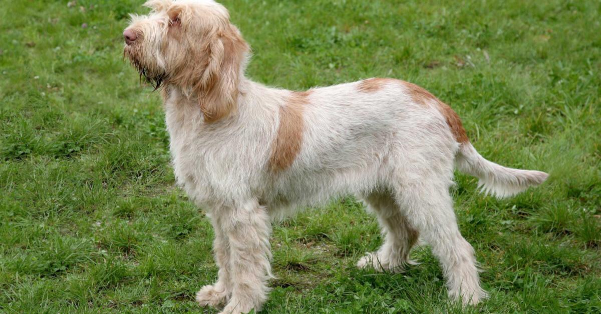 Pictures of Spinone Italiano