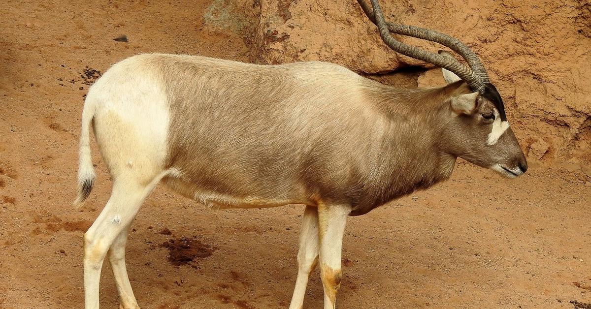 Pictures of Addax