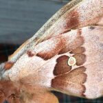 Pictures of Polyphemus Moth