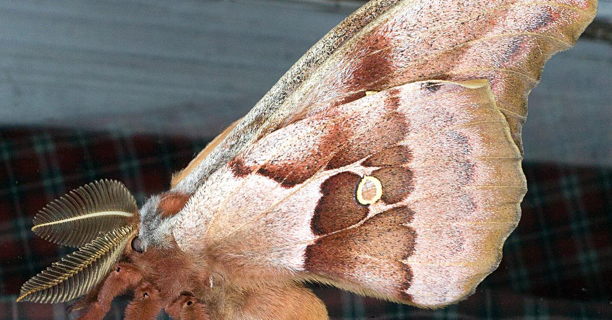 Pictures of Polyphemus Moth