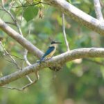 Pictures of Scissor-Tailed Flycatcher