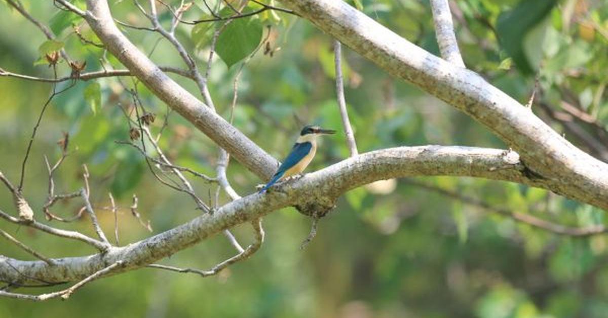 Pictures of Scissor-Tailed Flycatcher