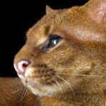 Pictures of Jaguarundi Cat