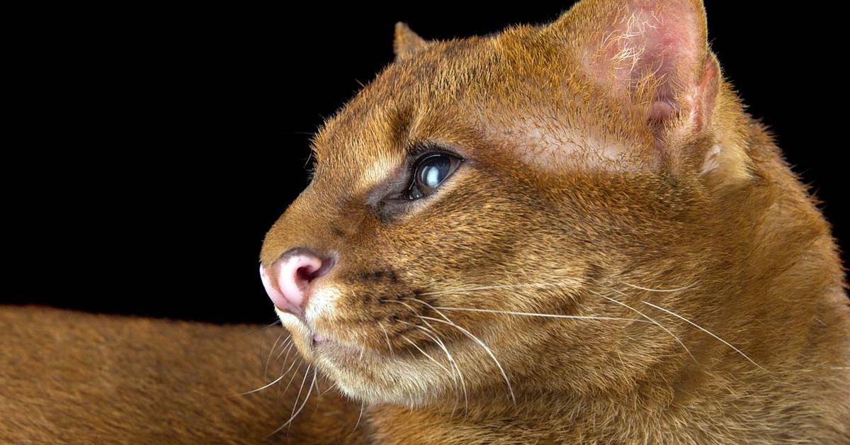 Pictures of Jaguarundi Cat