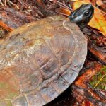 Pictures of Spiny Hill Turtle