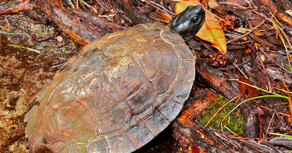 Pictures of Spiny Hill Turtle