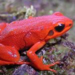 Pictures of Mantella Frog