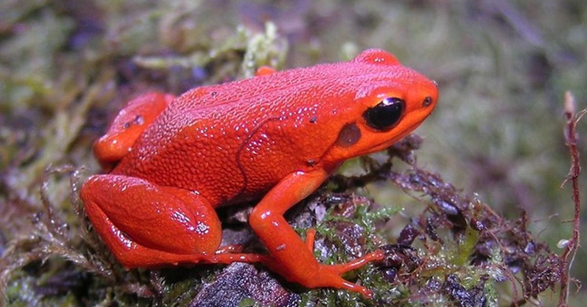 Pictures of Mantella Frog