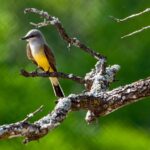 Pictures of Western Kingbird