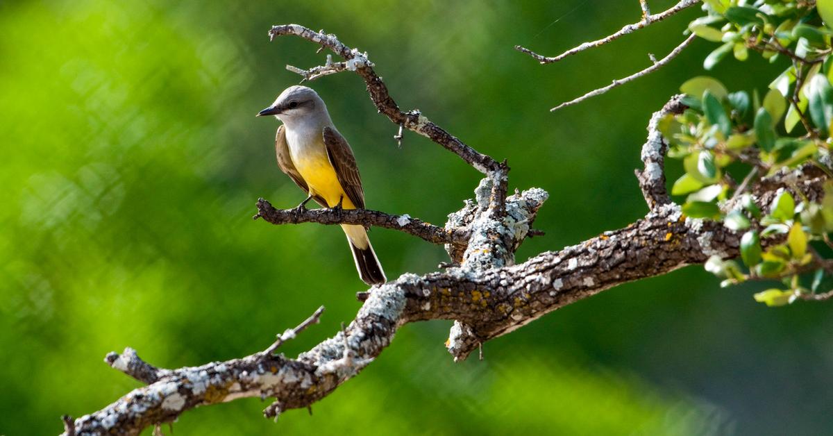 Pictures of Western Kingbird