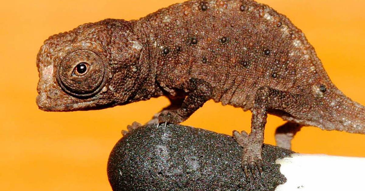 Pictures of Brookesia Micra