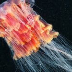 Pictures of Lions Mane Jellyfish