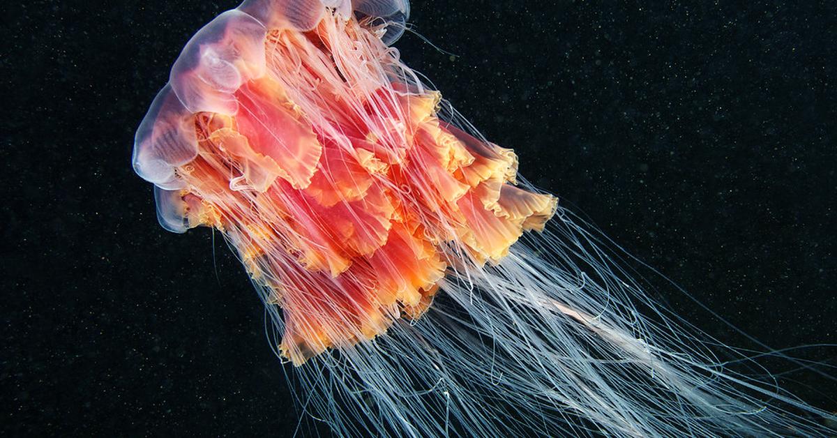 Pictures of Lions Mane Jellyfish