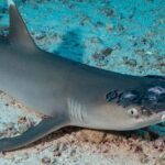 Pictures of Reef Shark