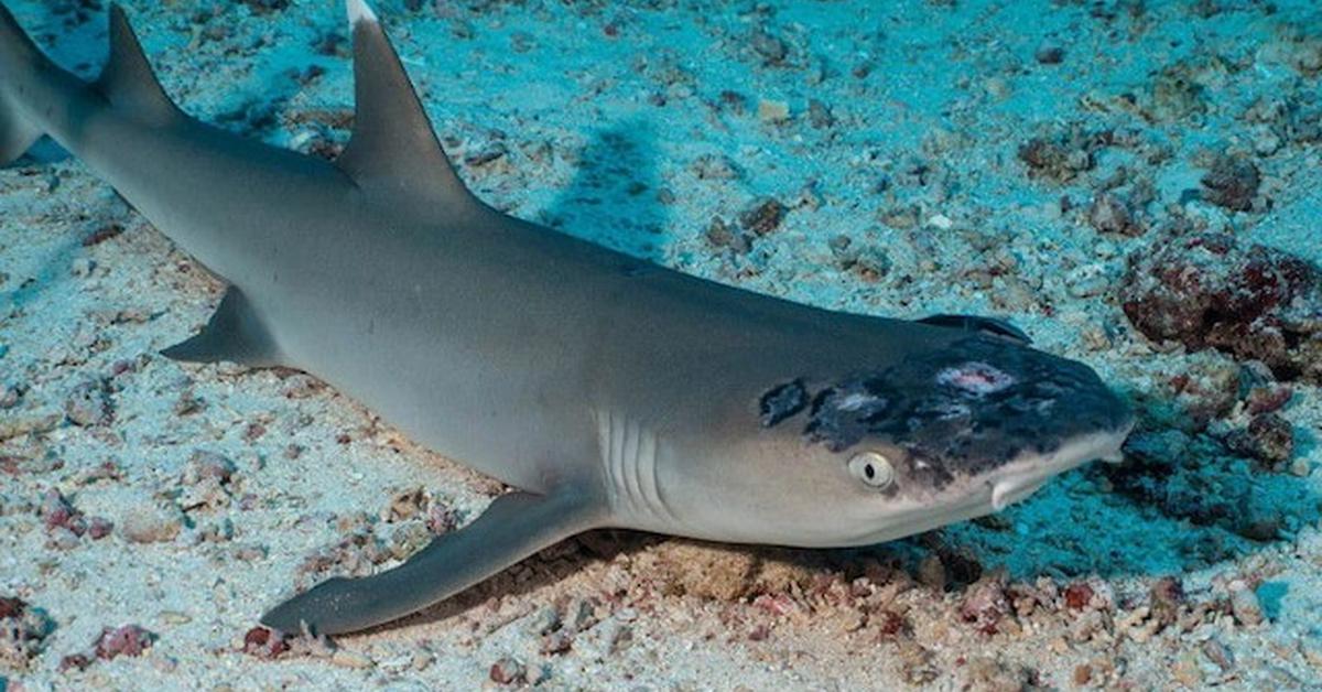 Pictures of Reef Shark