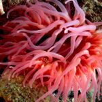 Pictures of Sea Anemone