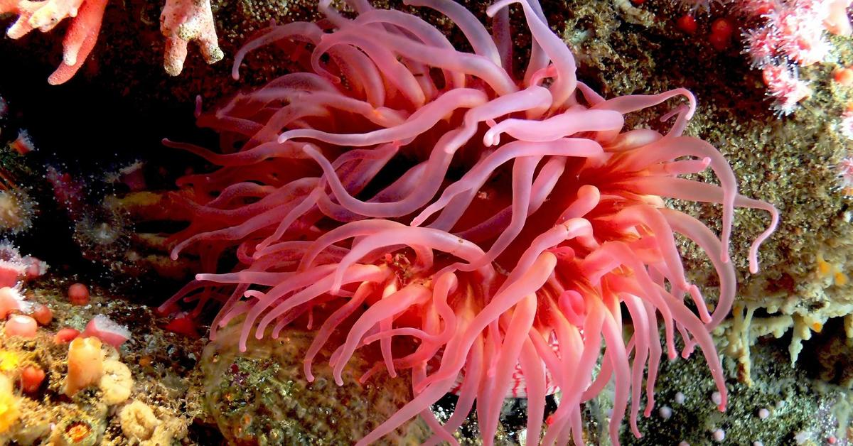 Pictures of Sea Anemone