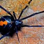 Pictures of Redback Spider